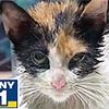 Cat Rescued From Sewer, Now Named Cheese